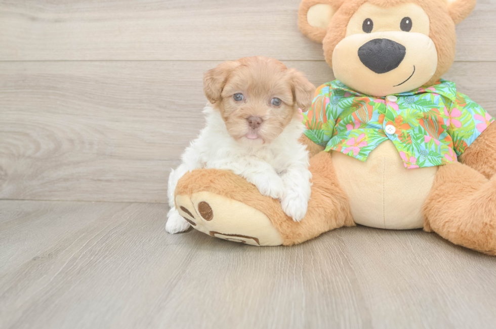 6 week old Havapoo Puppy For Sale - Windy City Pups