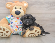 7 week old Havapoo Puppy For Sale - Windy City Pups