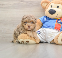 5 week old Havapoo Puppy For Sale - Windy City Pups