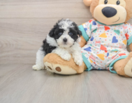 7 week old Havapoo Puppy For Sale - Windy City Pups