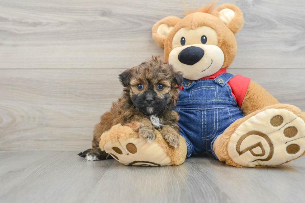 Fluffy Havapoo Poodle Mix Pup