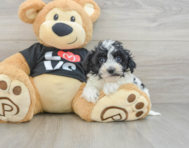 7 week old Havapoo Puppy For Sale - Windy City Pups