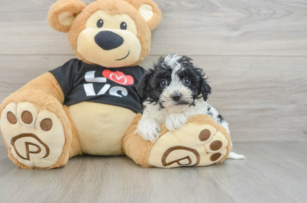 7 week old Havapoo Puppy For Sale - Windy City Pups