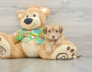6 week old Havapoo Puppy For Sale - Windy City Pups