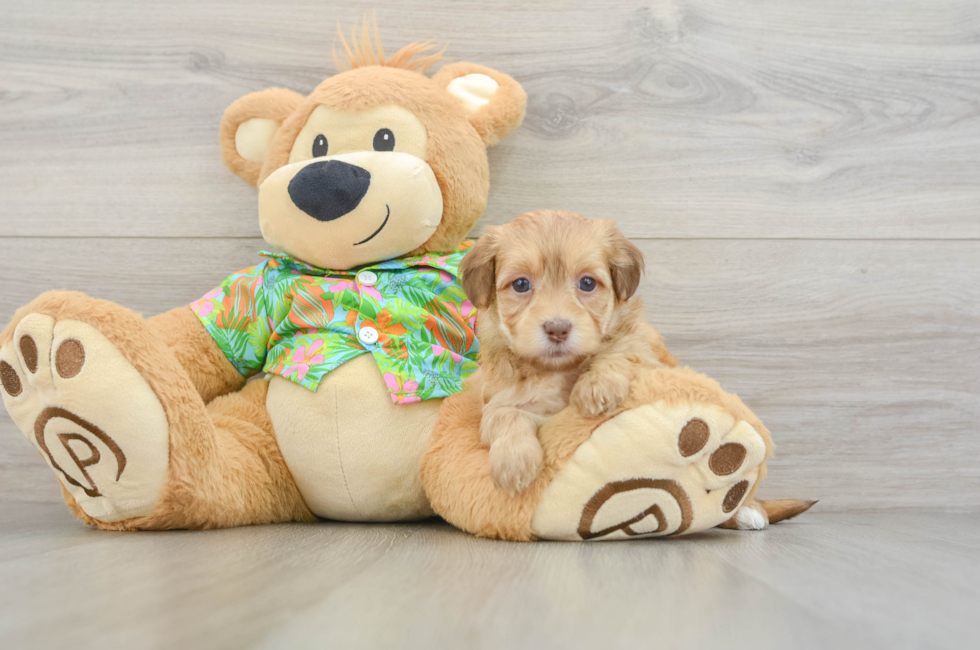 6 week old Havapoo Puppy For Sale - Windy City Pups