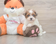 7 week old Havapoo Puppy For Sale - Windy City Pups