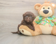 8 week old Havapoo Puppy For Sale - Windy City Pups