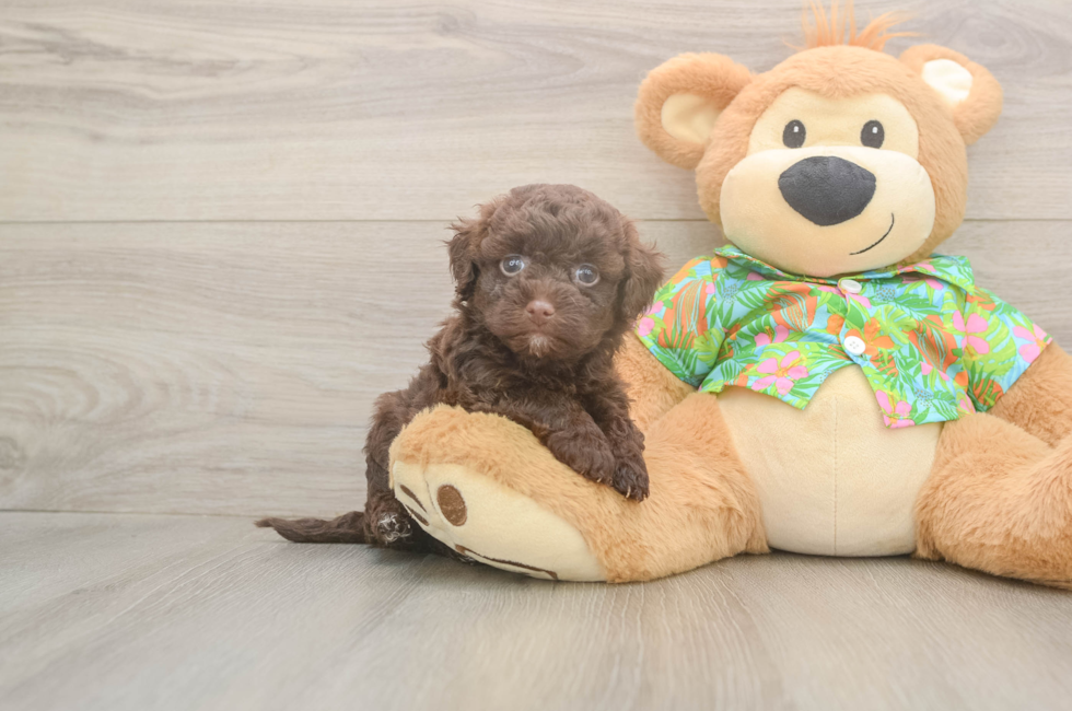 6 week old Havapoo Puppy For Sale - Windy City Pups