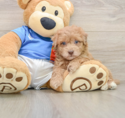 5 week old Havapoo Puppy For Sale - Windy City Pups