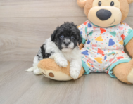 7 week old Havapoo Puppy For Sale - Windy City Pups