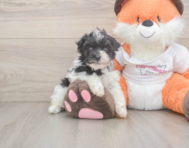 7 week old Havapoo Puppy For Sale - Windy City Pups