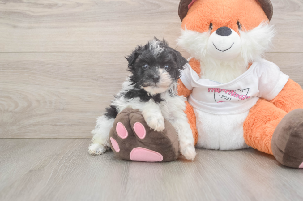 5 week old Havapoo Puppy For Sale - Windy City Pups