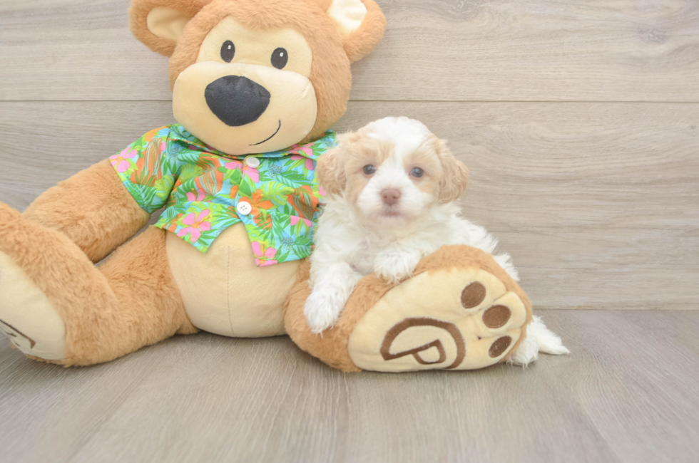 6 week old Havapoo Puppy For Sale - Windy City Pups