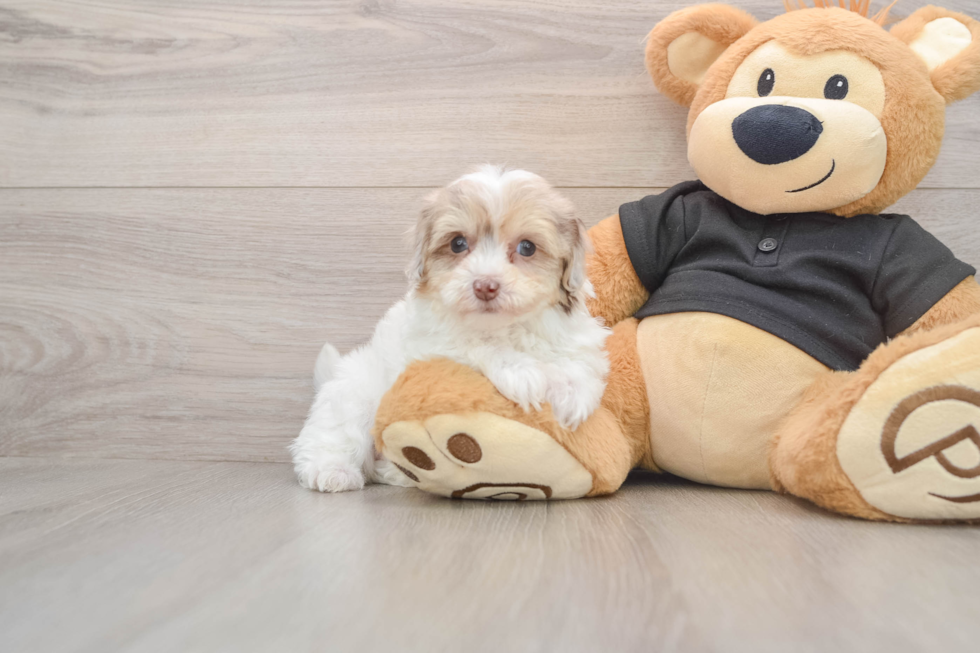 Funny Havapoo Poodle Mix Pup