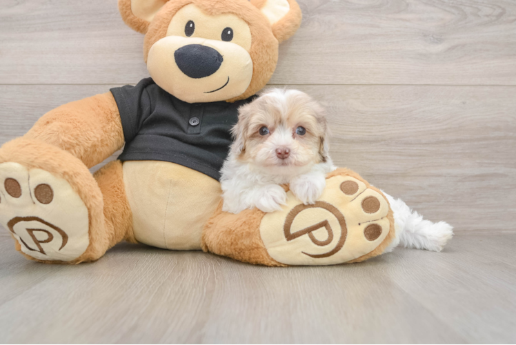 Havapoo Pup Being Cute