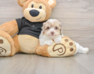 7 week old Havapoo Puppy For Sale - Windy City Pups