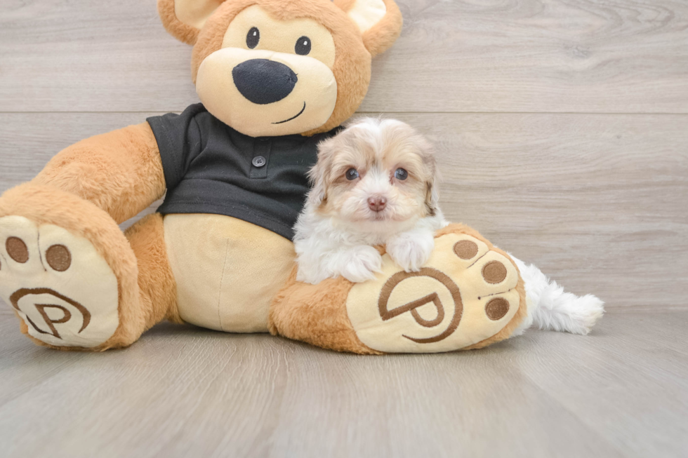 Havapoo Pup Being Cute