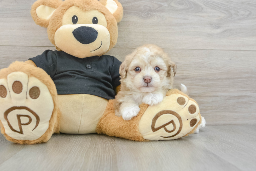 Playful Havadoodle Poodle Mix Puppy