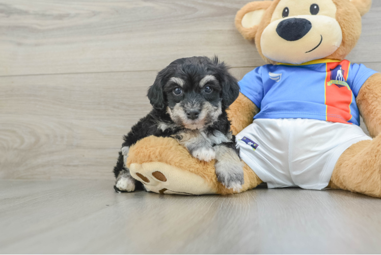 Havapoo Pup Being Cute