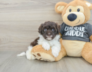 7 week old Havapoo Puppy For Sale - Windy City Pups