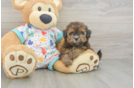 Best Havapoo Baby