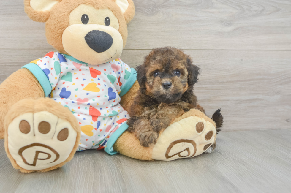 6 week old Havapoo Puppy For Sale - Windy City Pups