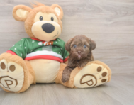 6 week old Havapoo Puppy For Sale - Windy City Pups