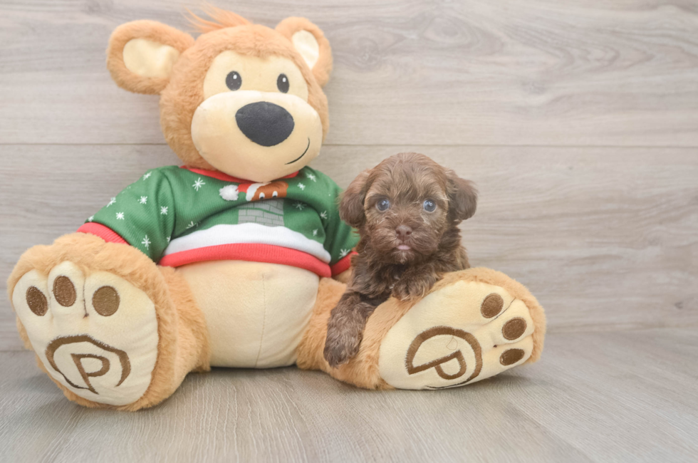 5 week old Havapoo Puppy For Sale - Windy City Pups