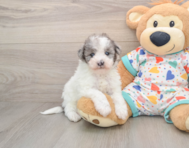 6 week old Havapoo Puppy For Sale - Windy City Pups