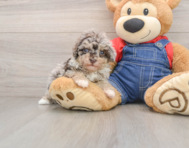 8 week old Havapoo Puppy For Sale - Windy City Pups