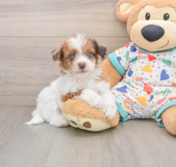 8 week old Havapoo Puppy For Sale - Windy City Pups