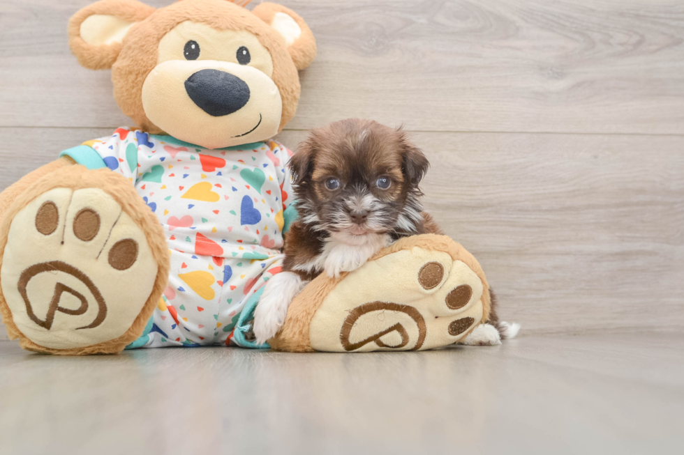 Energetic Havadoodle Poodle Mix Puppy