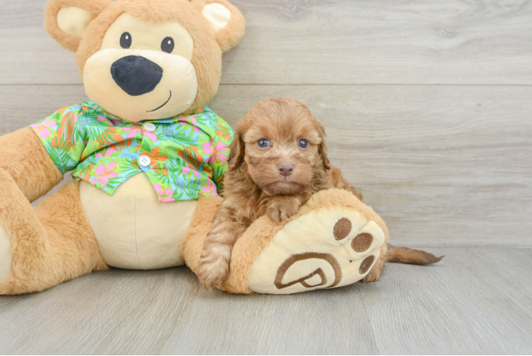 Best Havapoo Baby