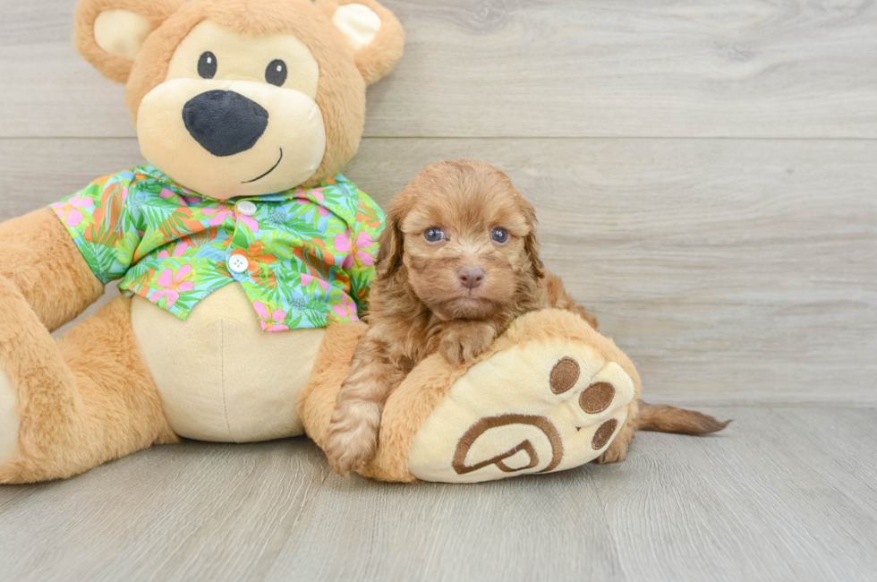 5 week old Havapoo Puppy For Sale - Windy City Pups