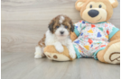 Sweet Havapoo Baby
