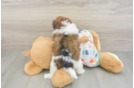Havapoo Puppy for Adoption