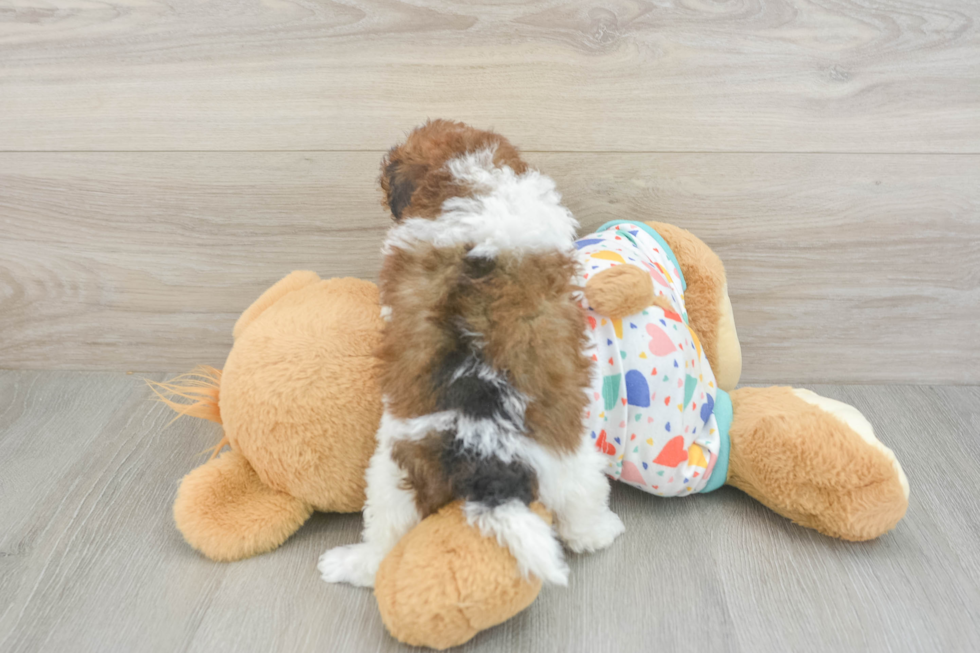 Havapoo Puppy for Adoption