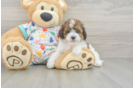 Cute Havapoo Baby