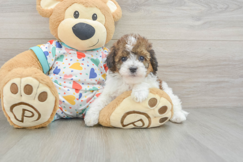 Cute Havapoo Baby