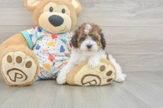 Cute Havapoo Baby