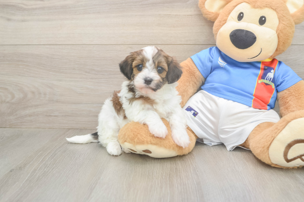 5 week old Havapoo Puppy For Sale - Windy City Pups