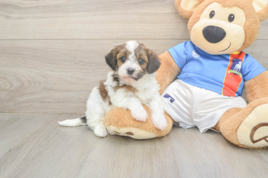 5 week old Havapoo Puppy For Sale - Windy City Pups Sweet Havapoo Baby