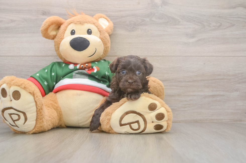 5 week old Havapoo Puppy For Sale - Windy City Pups