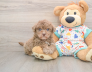 7 week old Havapoo Puppy For Sale - Windy City Pups