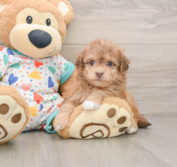 8 week old Havapoo Puppy For Sale - Windy City Pups