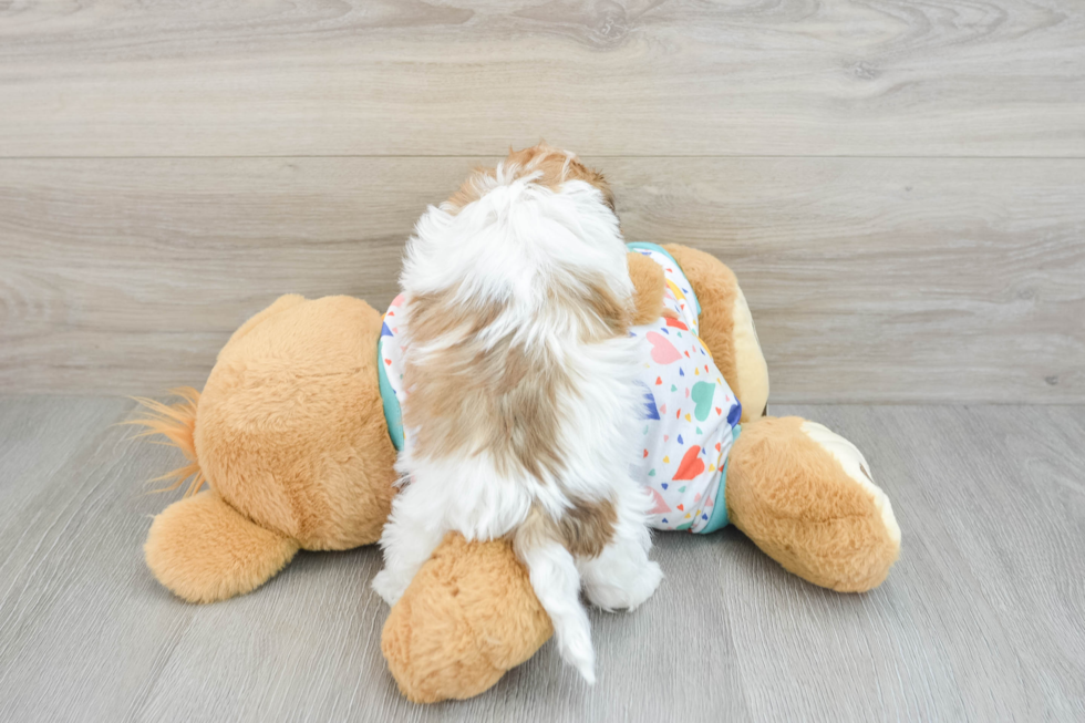 Energetic Havadoodle Poodle Mix Puppy