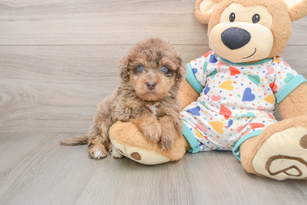 Funny Havapoo Poodle Mix Pup