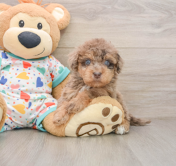 8 week old Havapoo Puppy For Sale - Windy City Pups