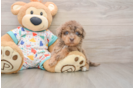 Playful Havadoodle Poodle Mix Puppy