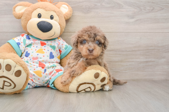Playful Havadoodle Poodle Mix Puppy
